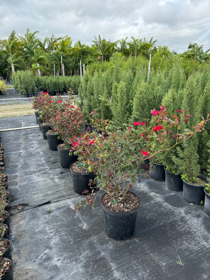 Knock Out Rose Double Red in row in 5gal pots