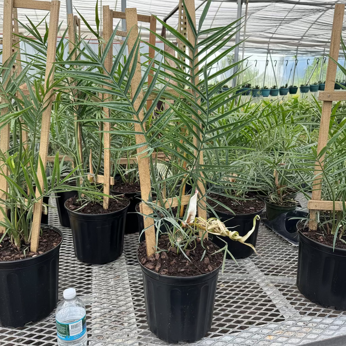 Philodendron Tortum, Fern Leaf Vining Plant in nursery