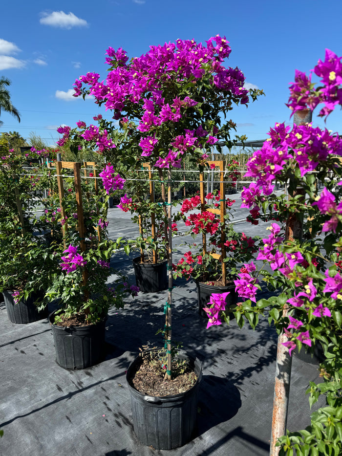 Bougainvillea Purple Flower Tree Like Form, Single Trunk 'Elizabeth Angus' Flowering Tree in 7 gallon nursery pot with a vibrant canopy of purple blooms atop a single trunk tied to a wooden support stake, standing in an outdoor nursery row on black landscaping fabric under a bright blue sky, ideal for ornamental garden focal points and vibrant property borders.
