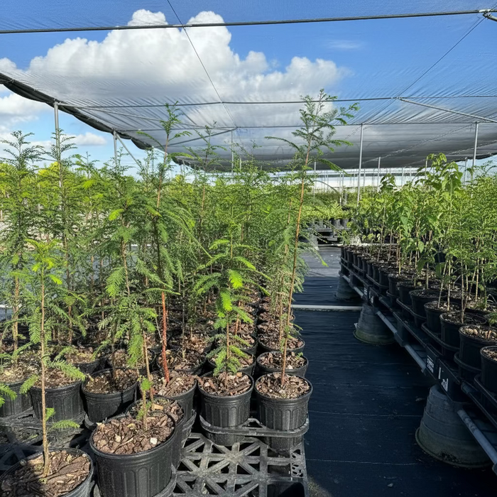 A row of young, feathery green trees in black nursery pots standing on black landscaping fabric in an outdoor nursery.