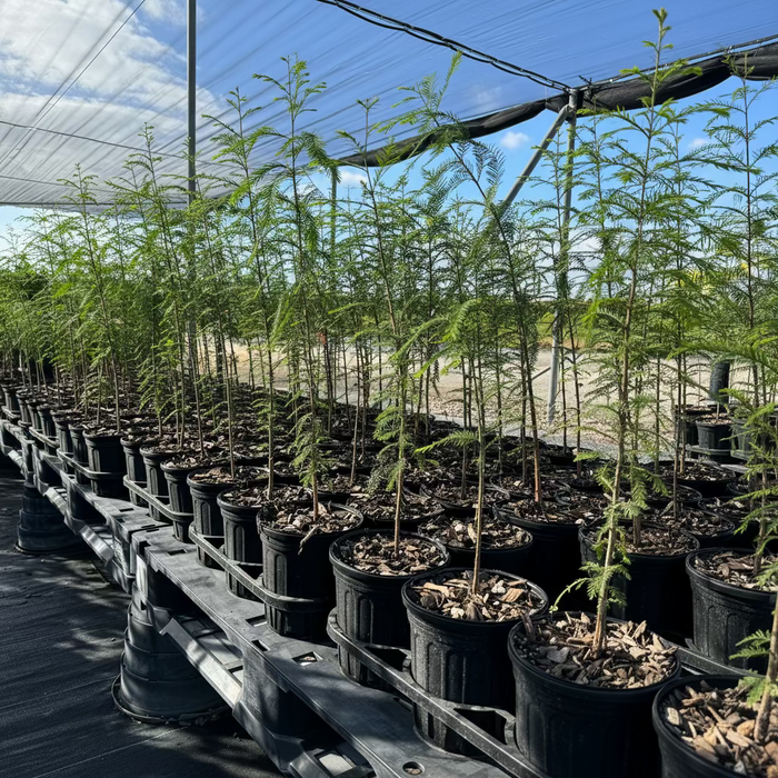 Bald Cypress, Shade Tree, Taxodium Distichum in trays in 6in pots