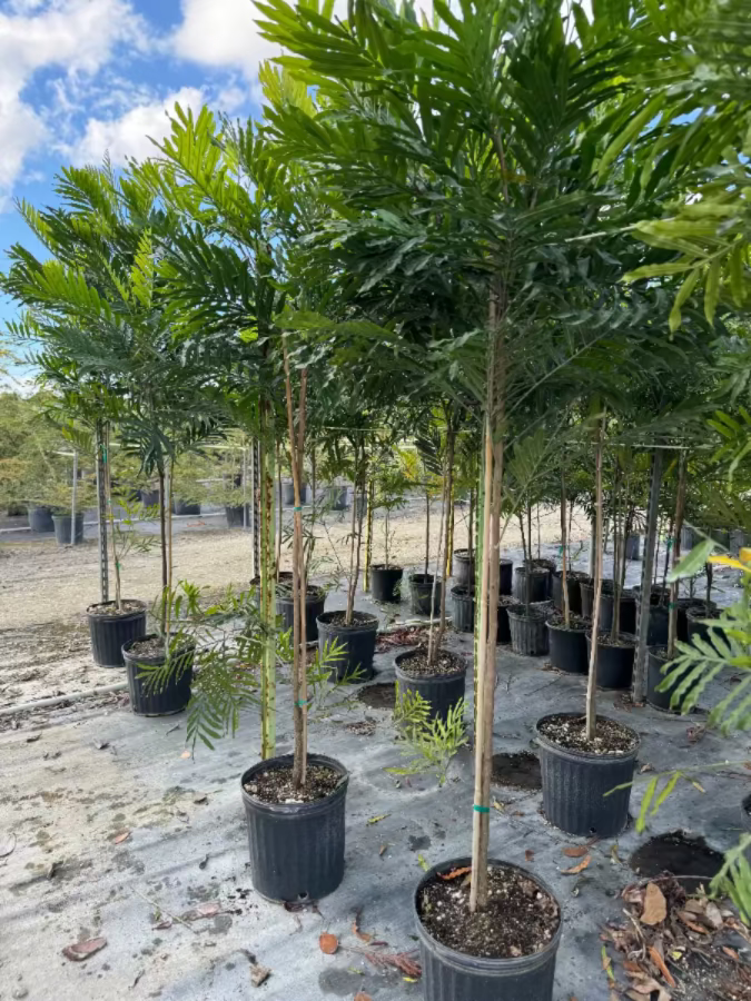 Japanese Fern Tree, Filicium Decipiens in a 5gal pot in rows