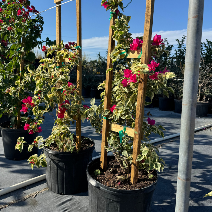 Bougainvillea Variegated Red Flower Tree in Trellis, 'Raspberry Ice' Flowering Tree in 5 gallon nursery pot featuring striking green and cream variegated foliage and vibrant deep red blooms trained on a wooden trellis, standing in an outdoor nursery row on black landscaping fabric, ideal for tropical garden landscapes and vibrant property borders.