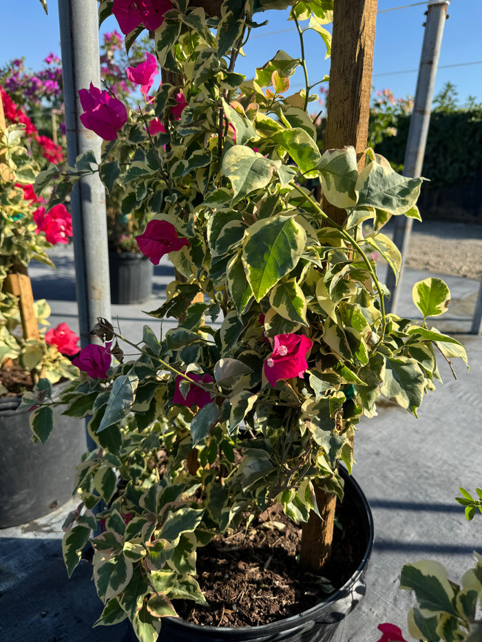 Bougainvillea Variegated Red Flower Tree in Trellis, 'Raspberry Ice' Flowering Tree in 5 gallon nursery pot featuring a close-up of striking green and cream variegated foliage and vibrant deep red blooms trained on a wooden trellis, standing in an outdoor nursery setting, ideal for tropical garden landscapes and vibrant property borders.