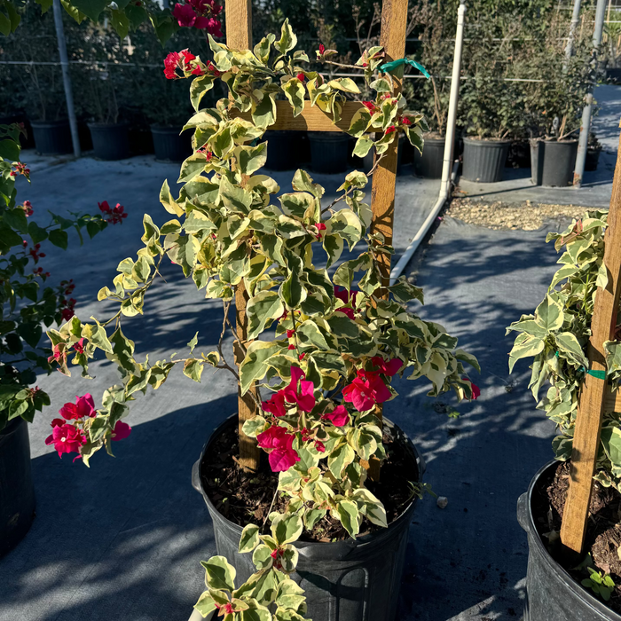 Bougainvillea Variegated Red Flower Tree in Trellis, 'Raspberry Ice' Flowering Tree in 5 gallon nursery pot featuring striking green and cream variegated foliage and vibrant deep red blooms trained on a wooden trellis in an outdoor nursery row, ideal for tropical garden landscapes and vibrant property borders.