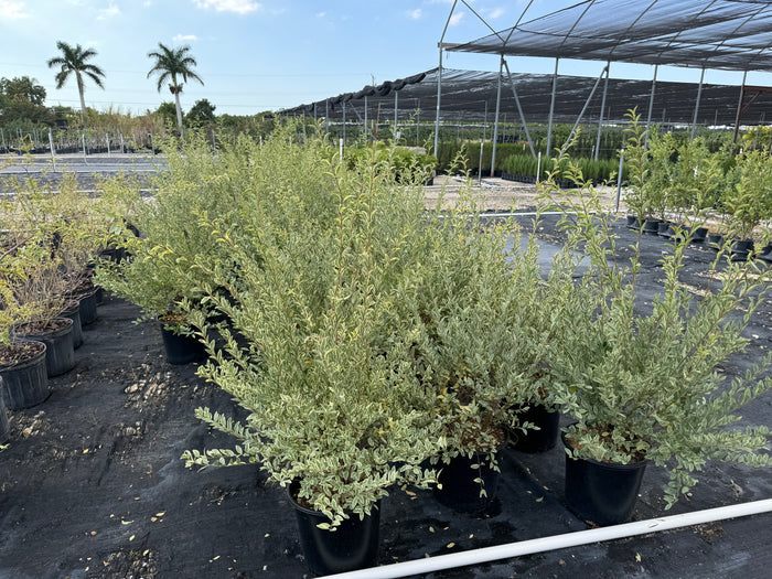 Ligustrum Sinense Variegated Privet Tree 2gal pot