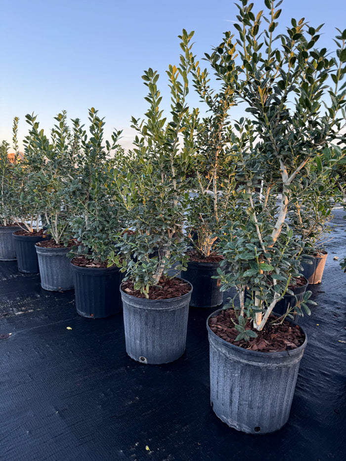 Ilex Cornuta Dwarf Burford Holly in  5gal pots in rows