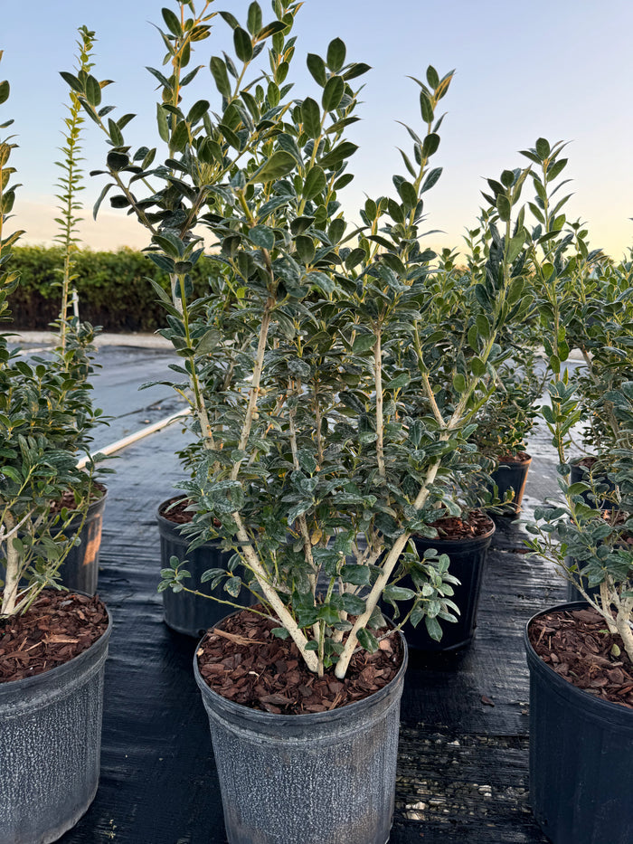 Ilex Cornuta Dwarf Burford Holly
in 5gal pot outdoors