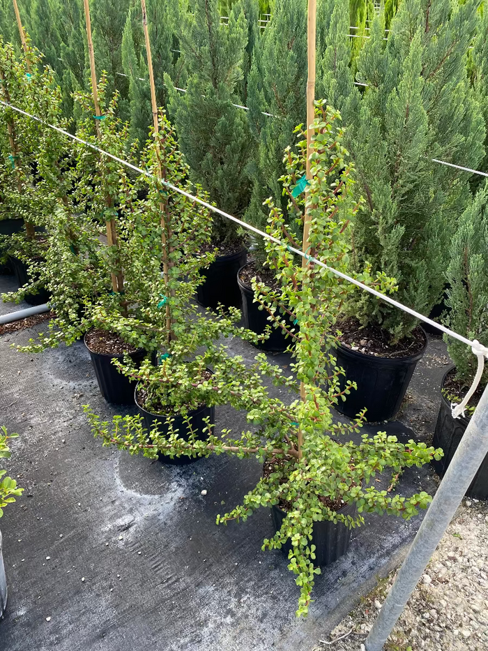 Potted Portulacaria afra Elephant Bush in a nursery