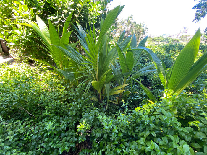 Matured Coconut Palm Tree, Green Malayan Cocos nucifera growing outdoors among lush green groundcover with bright green, arching fronds, showing a natural landscape