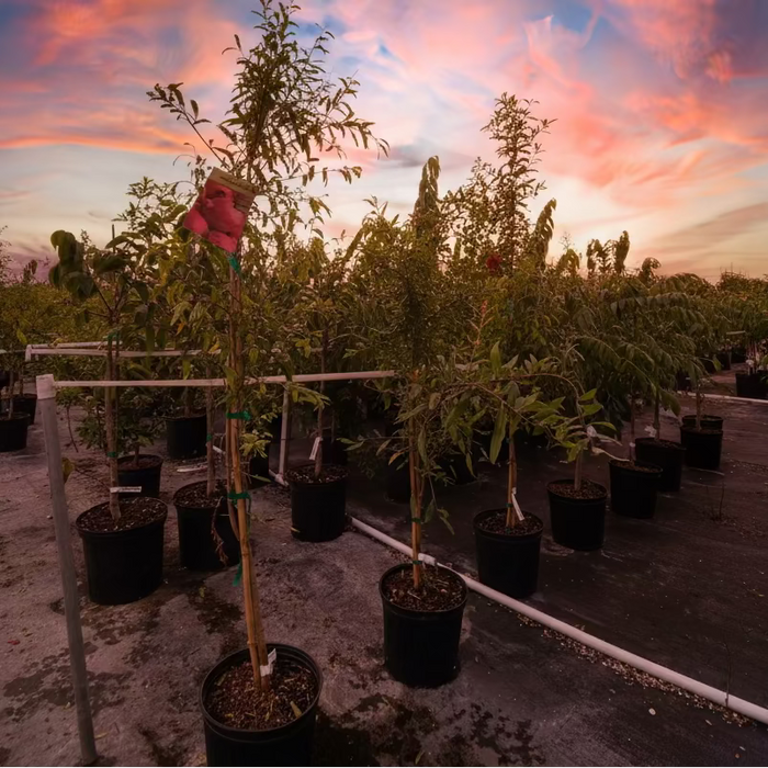Young Pomegranate Salavatski Fruit Tree's lined up in black grower pots