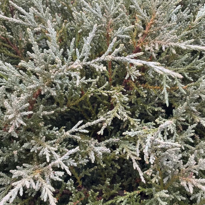 Bar Harbor Juniper Shrub, Compact Evergreen close  of shrubs