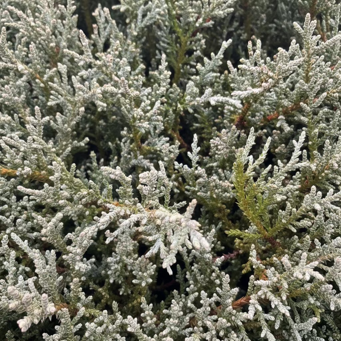 Bar Harbor Juniper Shrub, Compact Evergreen close up of shrubs