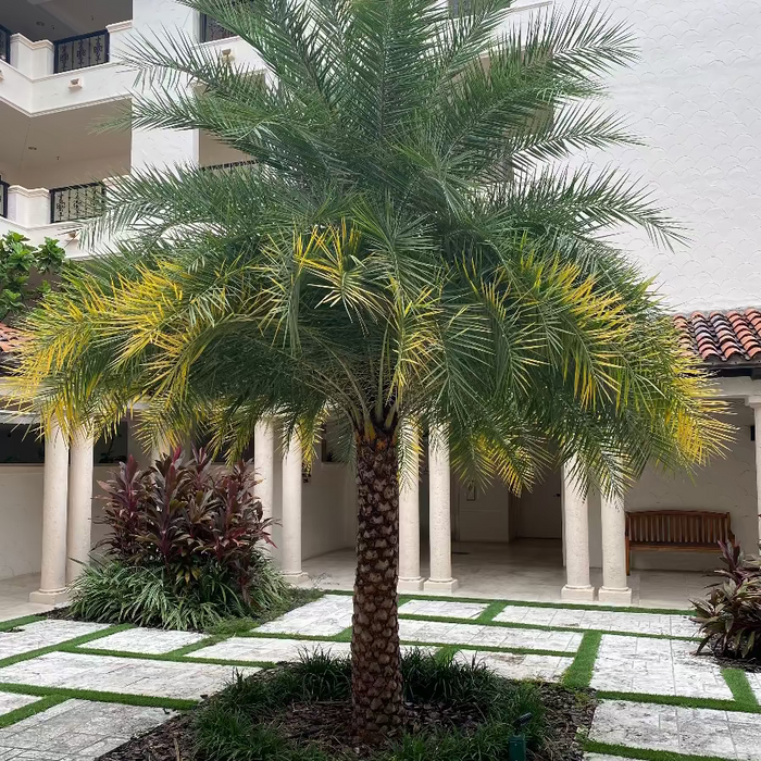 Mature Sylvester Date Palm in a residential courtyard