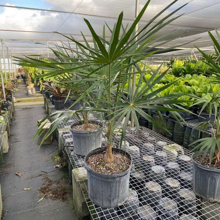 Short Hair Old Man Palm, Rare and Exotic in a pot