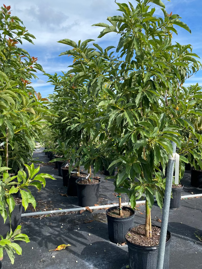 Potted Cold Hardy Hass Avocado tree in a nursery.