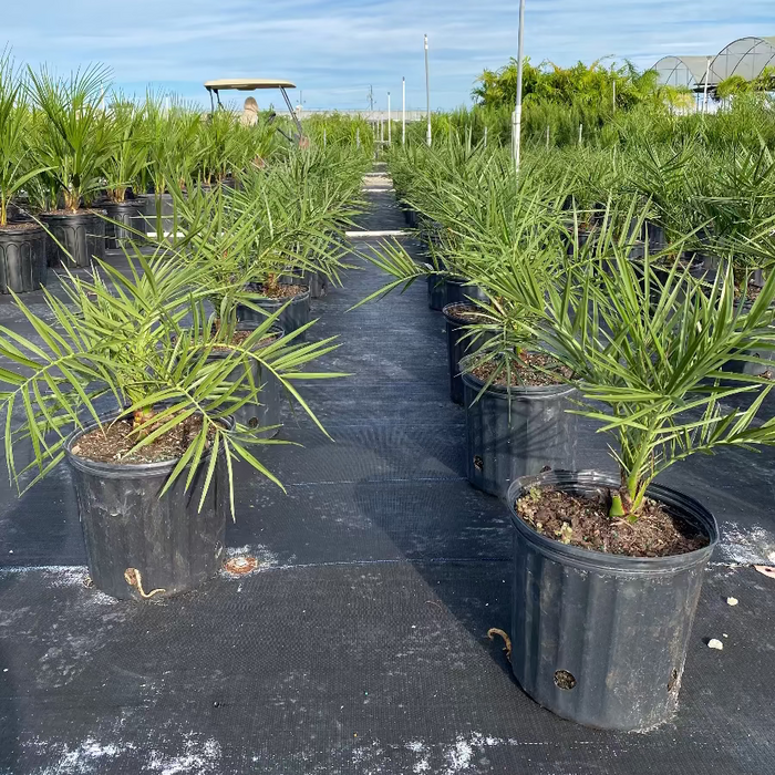 Rows of potted Sylvester Date Palm trees