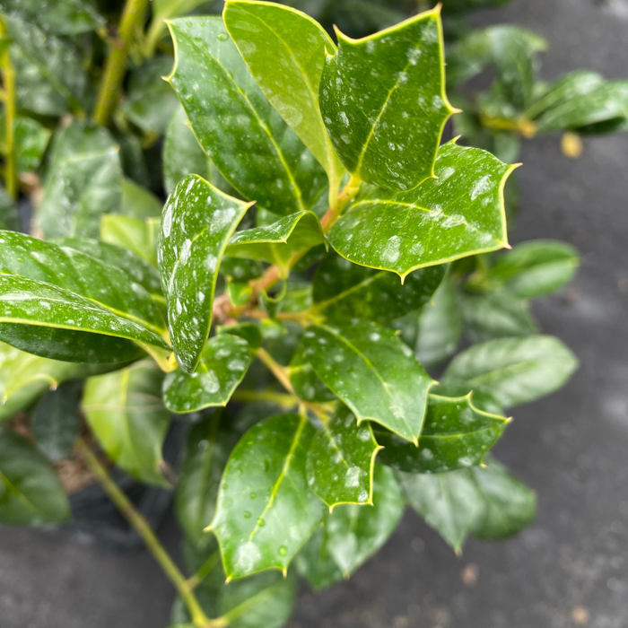Ilex Nellie Stevens Holly Shrub Foliage Close Up View