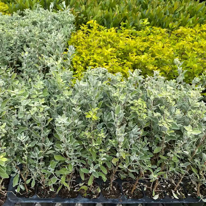Texas Sage, Silverleaf Purple Sage