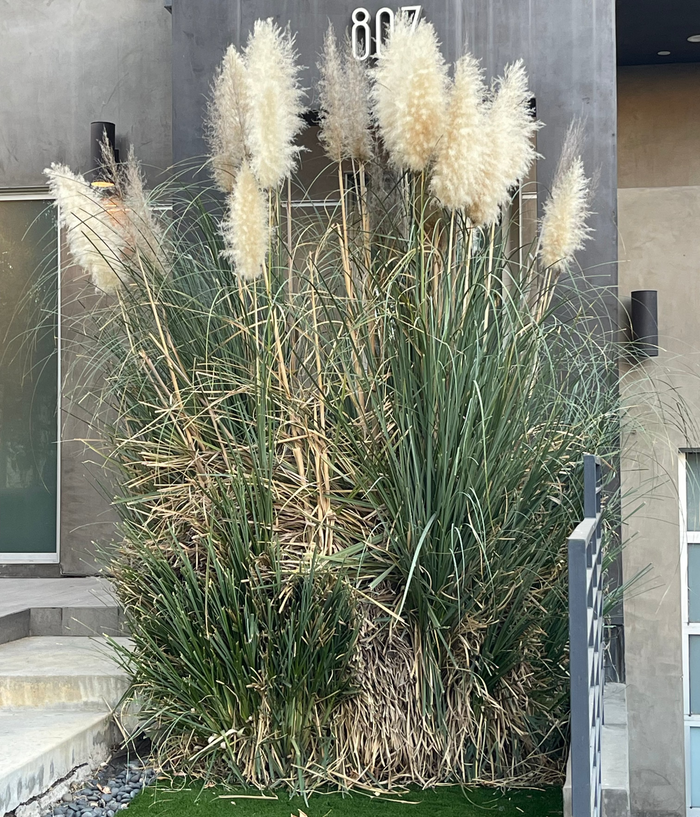 White Pampas Grass outside of a house