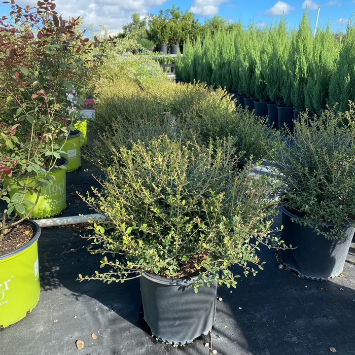 Yaupon Holly, Ilex vomitoria