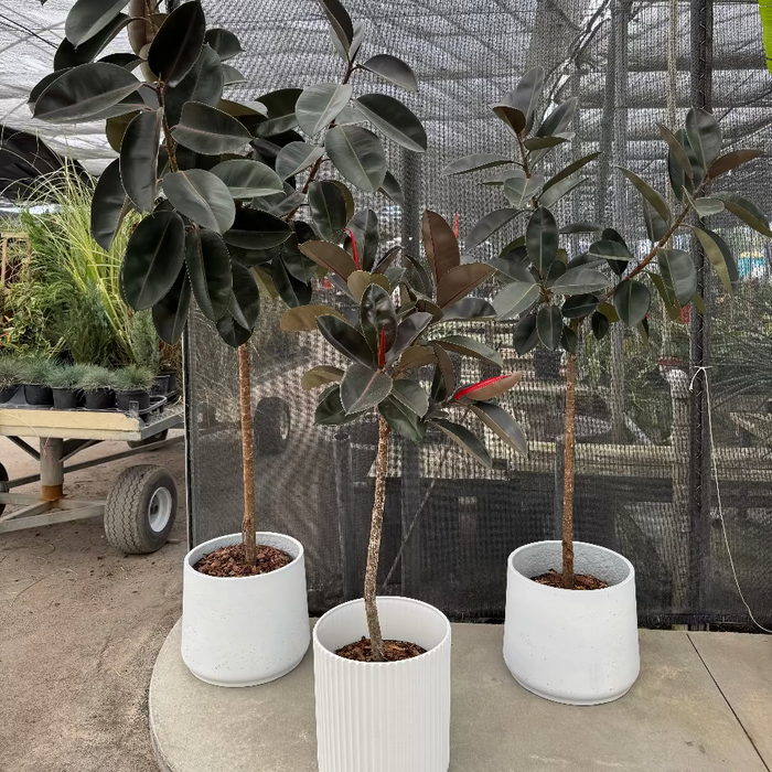 Ficus Burgundy Tree Form Single Stem, Rubber Tree in white ribbed cylindrical decorative pots, prominently featuring clear single trunks and canopies of large, glossy dark green and burgundy leaves, arranged as a group of three on a circular concrete pad within a shaded outdoor nursery setting, showcasing their elegant tree form and striking foliage.