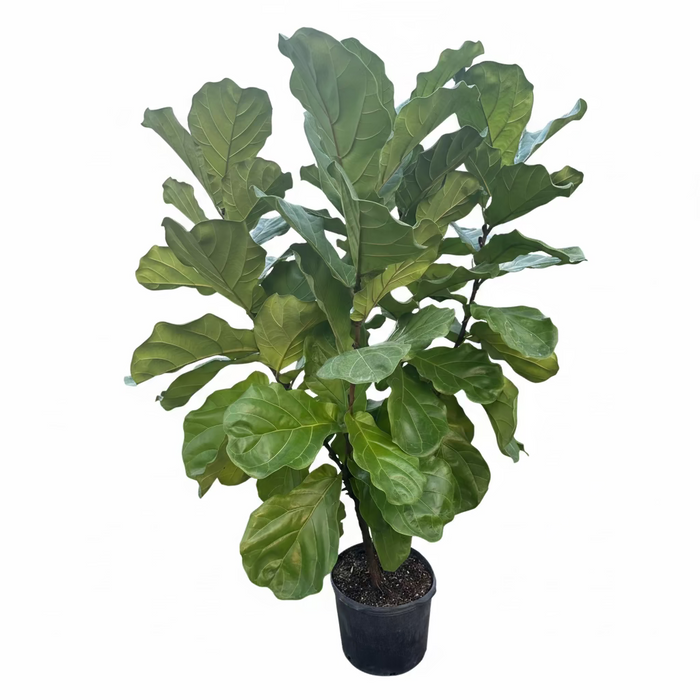 Ficus Lyrata Bush Form with large, vibrant green, violin-shaped leaves in a black nursery pot, sitting on a gravel surface inside a shaded outdoor nursery.