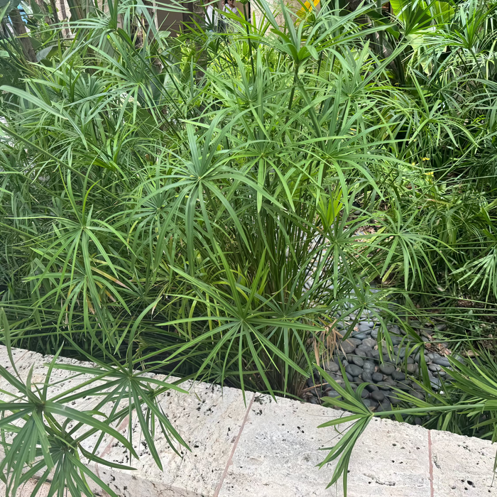 Mature Papyrus Cyperus, Giant Egyptian Papyrus Large Planted in Ground