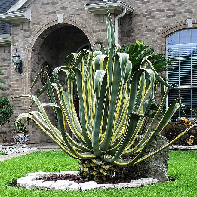 Large Mature Agave Americana Marginata, Century Planted in front of house garden