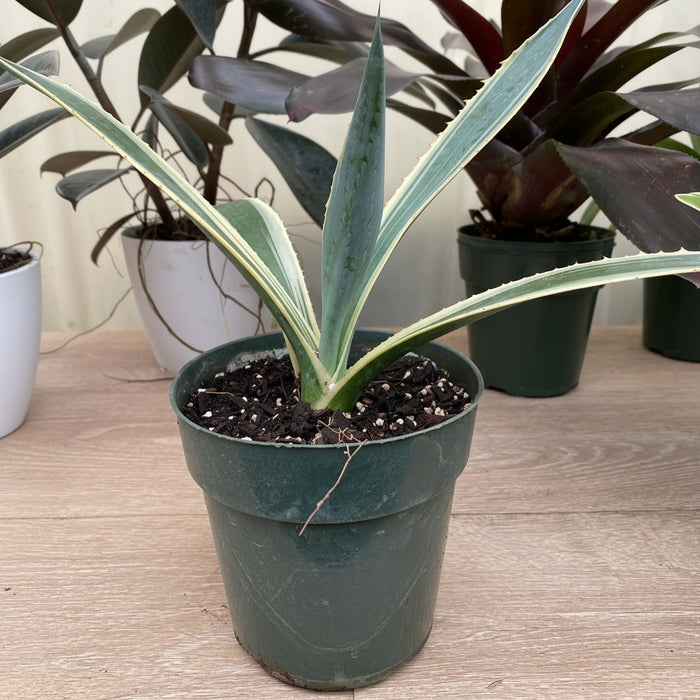 Agave Americana Marginata, Century Plant in Grower Pot 1gal
