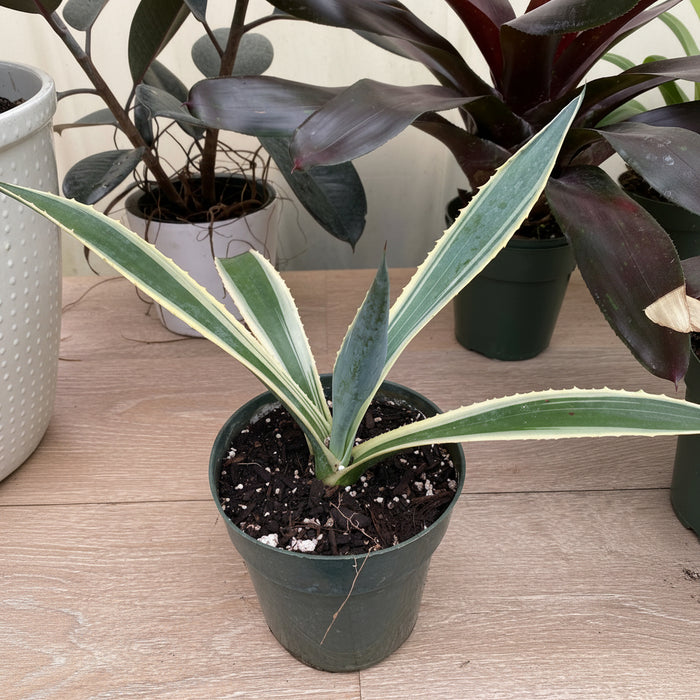 Agave Americana Marginata, Century Plant in nursery pot 1gal