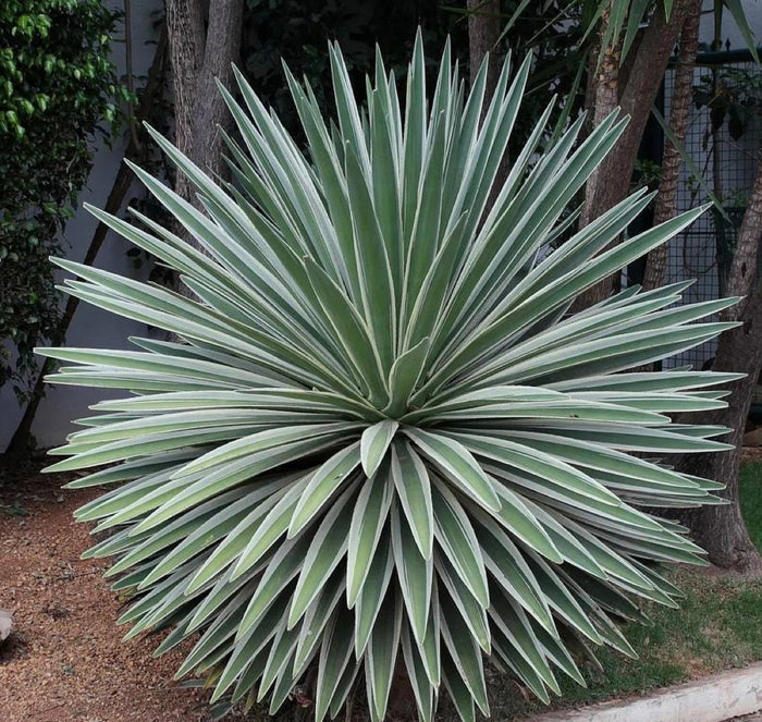 Mature Planted in ground Agave Angustifolia, Caribbean Agave