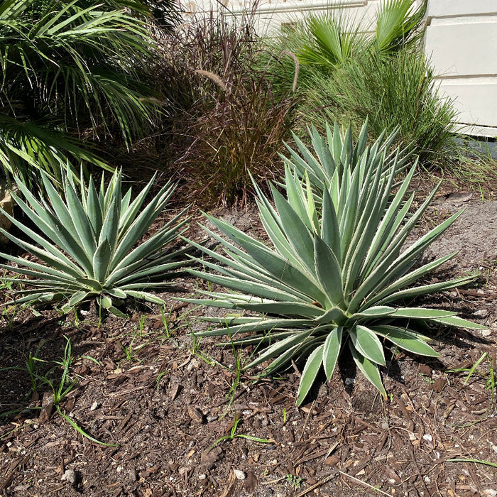 Large Mature Planted in garden Agave Angustifolia, Caribbean Agave