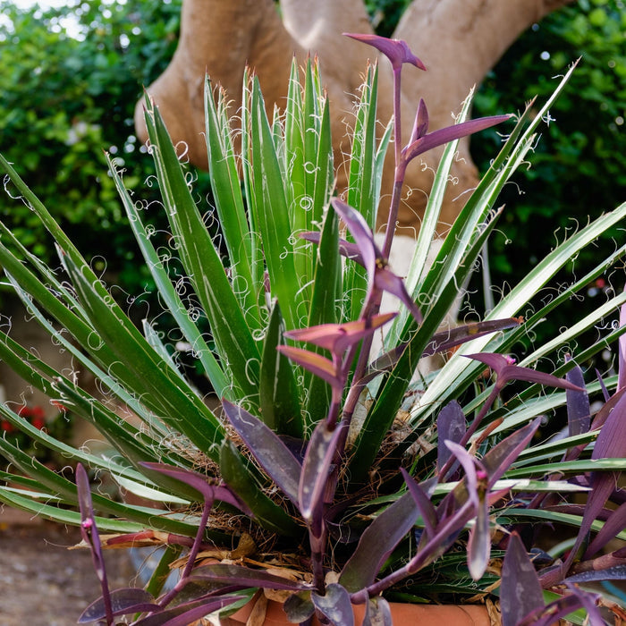 Agave Black Widow Schidigera, Century Plant