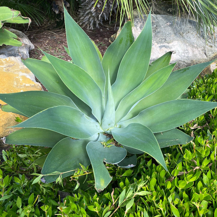 Agave Blue Fantastic, Agave Attenuata, Planted in Ground