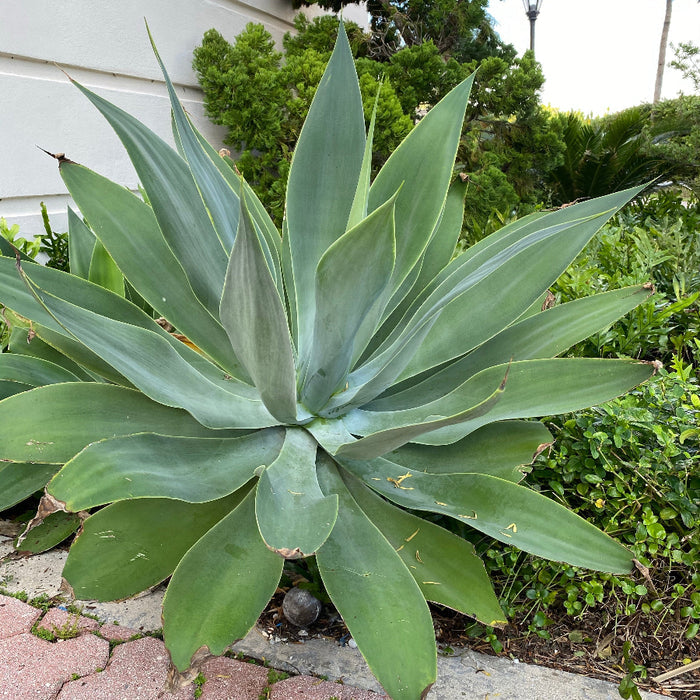 Agave Blue Fantastic, Agave Attenuata, Planted in Ground