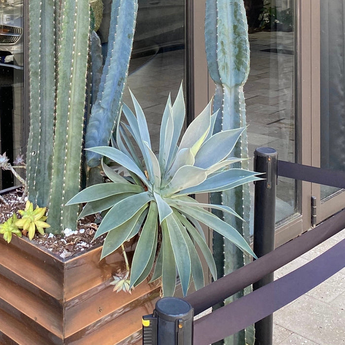 Agave Blue Fantastic, Agave Attenuata, Planted in tall wooden deco Pot