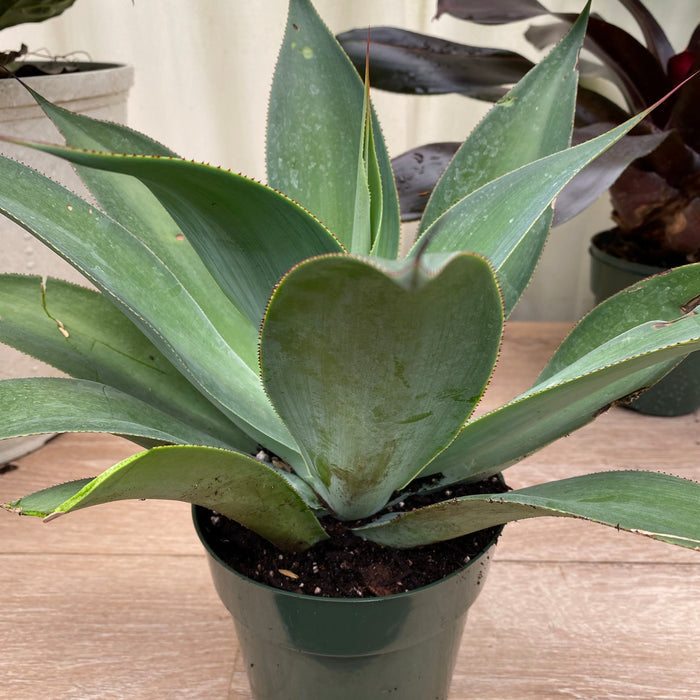 Agave Blue Fantastic, Agave Attenuata, Planted in Grower Pot