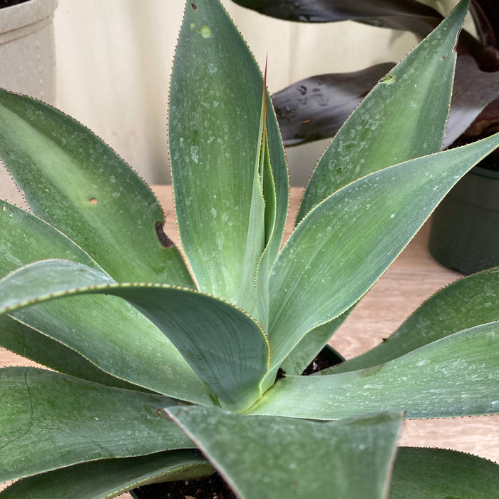 Agave Blue Fantastic, Agave Attenuata, in Grower Pot