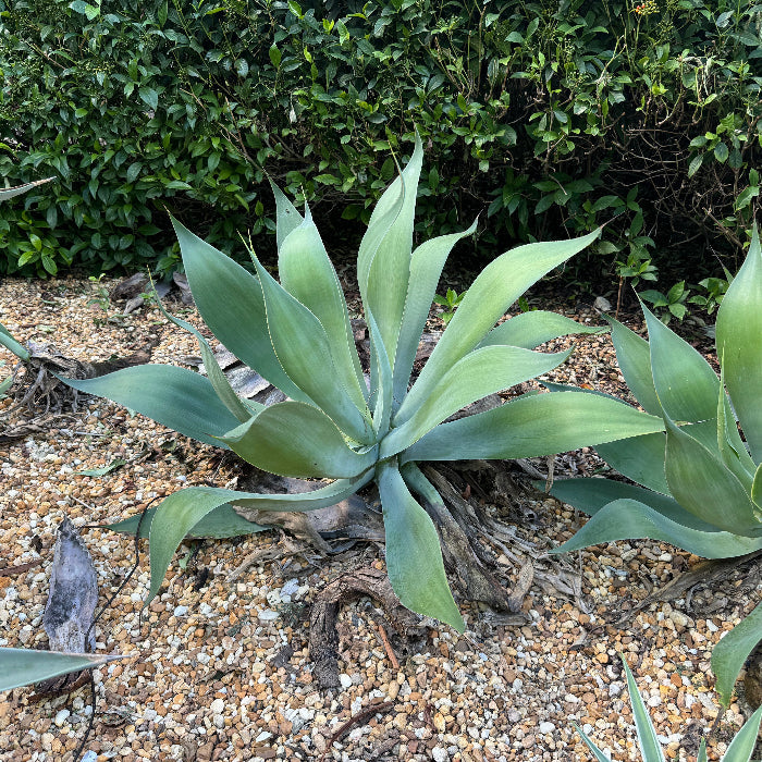 Agave Blue Fantastic, Agave Attenuata, Planted in Ground