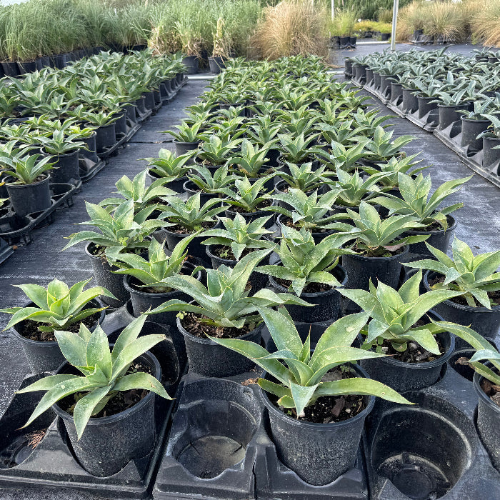 Agave Blue Fantastic, Agave Attenuata, Potted in Grower Pot