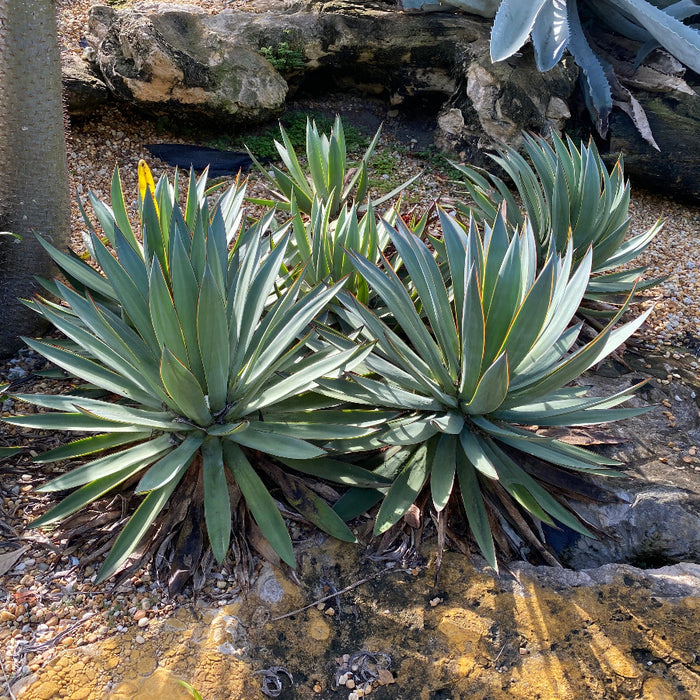 Agave Blue Glow Planted in a Desert Garden surrounded by Rocks