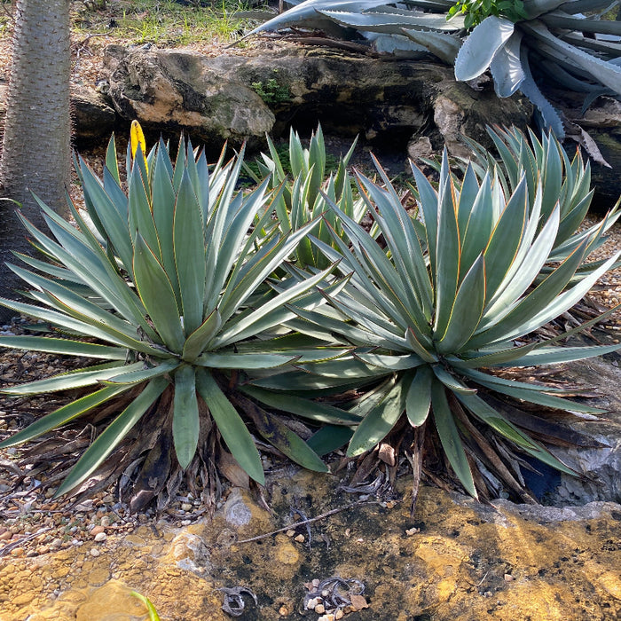 Agave Blue Glow Planted in a Desert Garden surrounded by Rocks