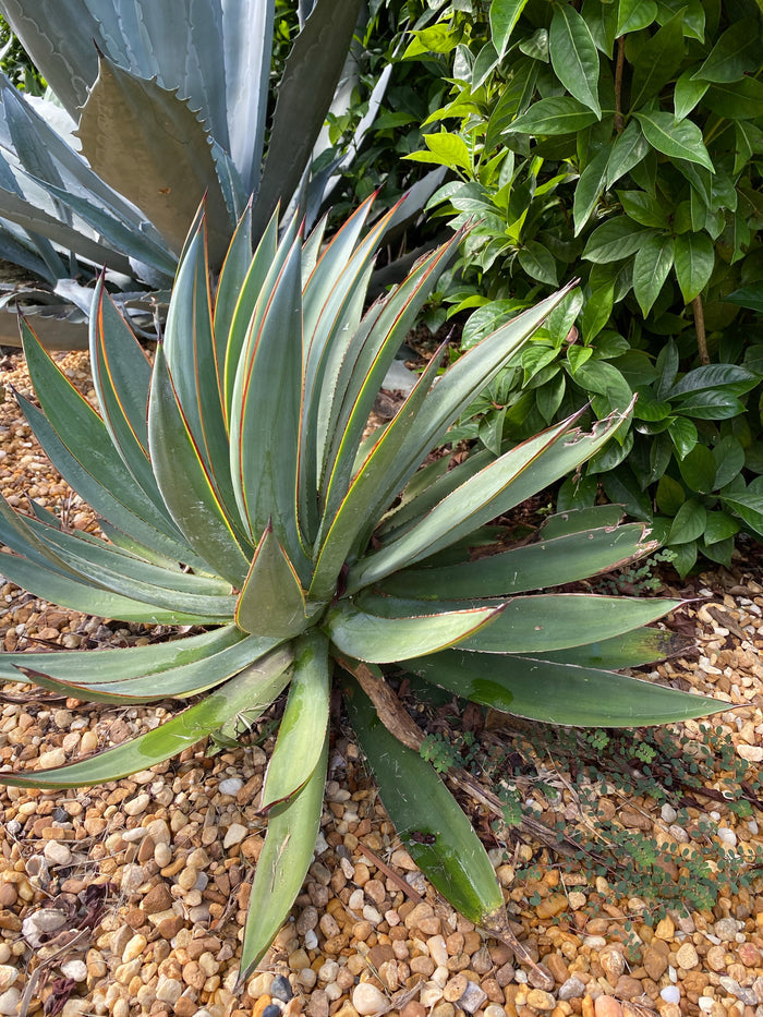 Agave Blue Glow Planted in a Desert Garden surrounded by Rocks