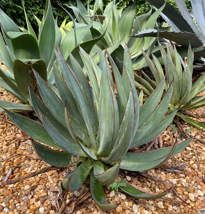 Agave Blue Glow Planted in a Desert Garden surrounded by Rocks