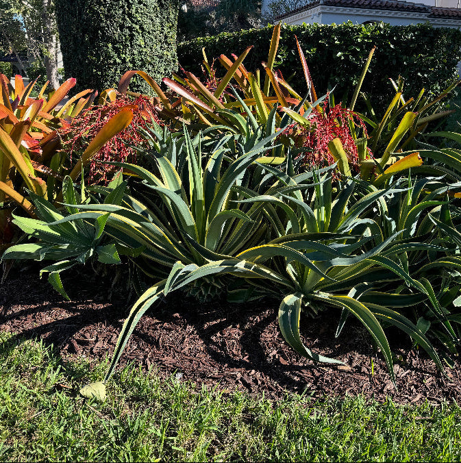 Agave Desmettiana Lurida Planted in Ground
