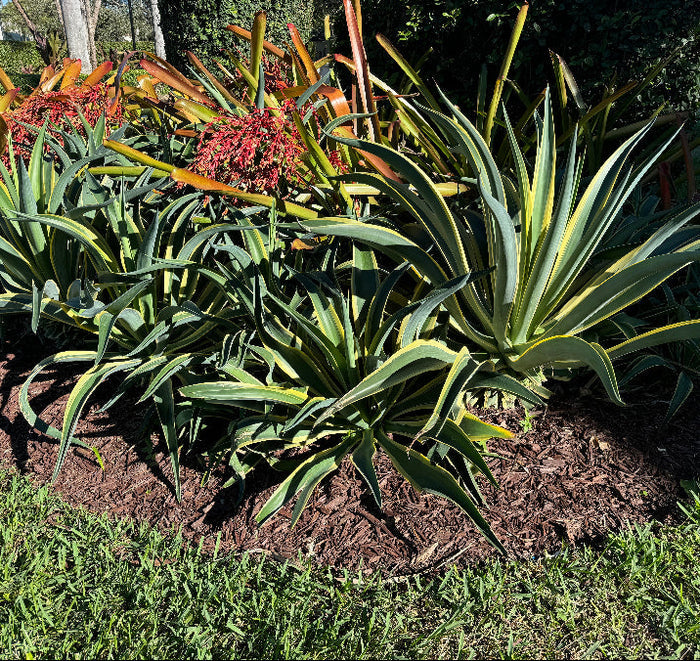 Agave Desmettiana Lurida Planted in Ground
