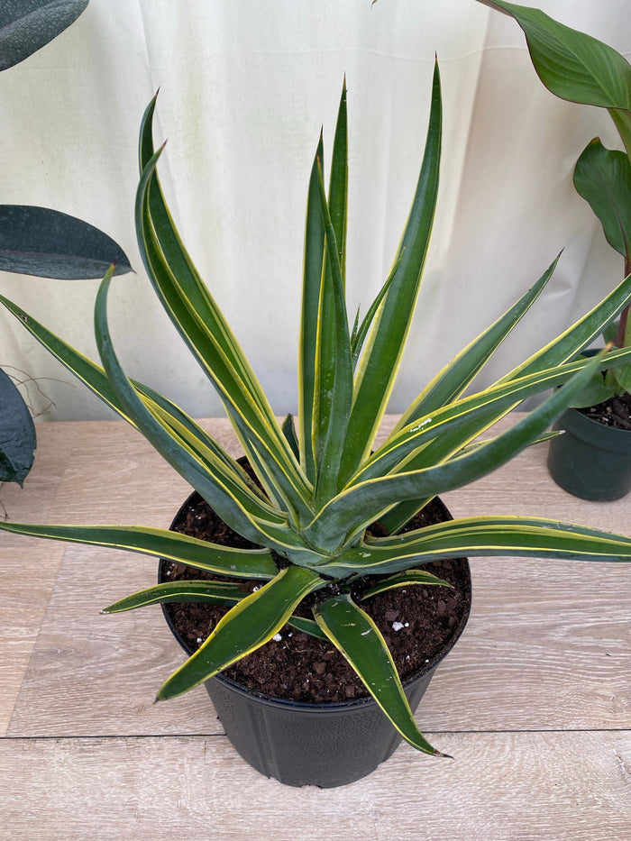 Potted plant with green and yellow leaves on a wooden surface