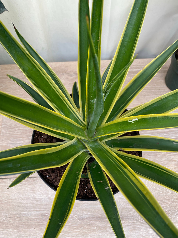 Agave Desmettiana Lurida Planted in Ground