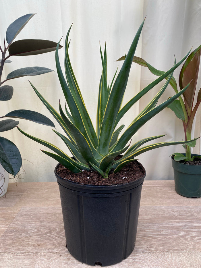 Agave Desmettiana Lurida Planted in 2gal Grower Pot